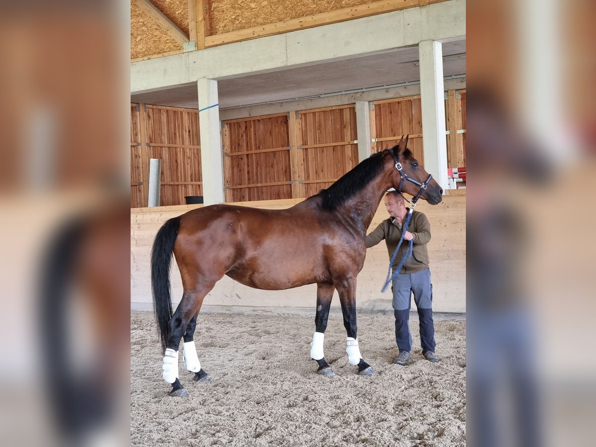 Oldenburg Mare 10 years 17 hh Brown in Schladming