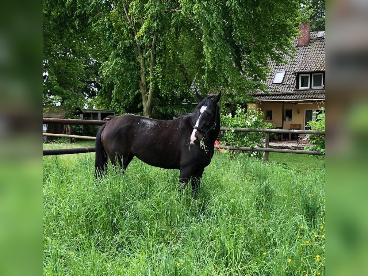 Oldenburg Mare 10 years Black in Pohlheim