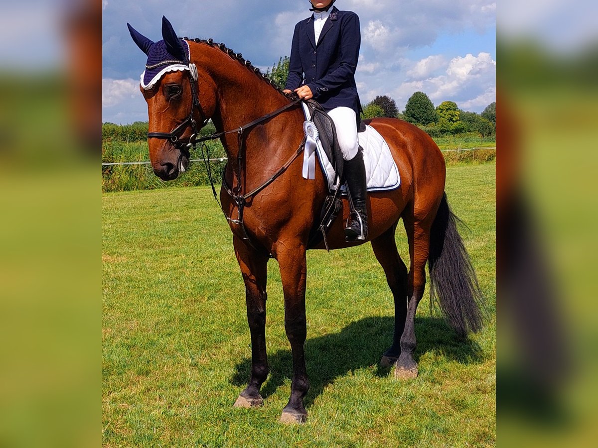Oldenburg Mare 10 years Brown in Jork