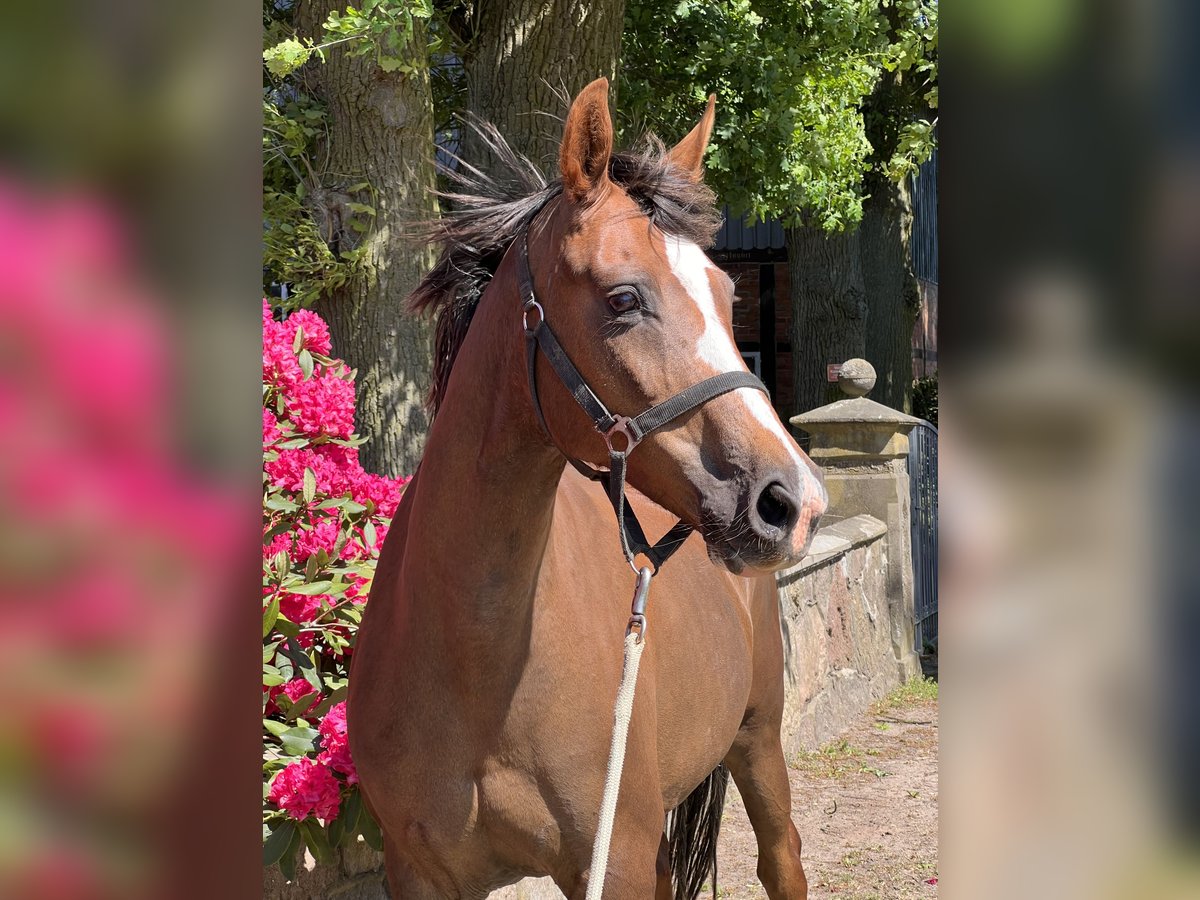 Oldenburg Mare 10 years Chestnut in Dahlenburg