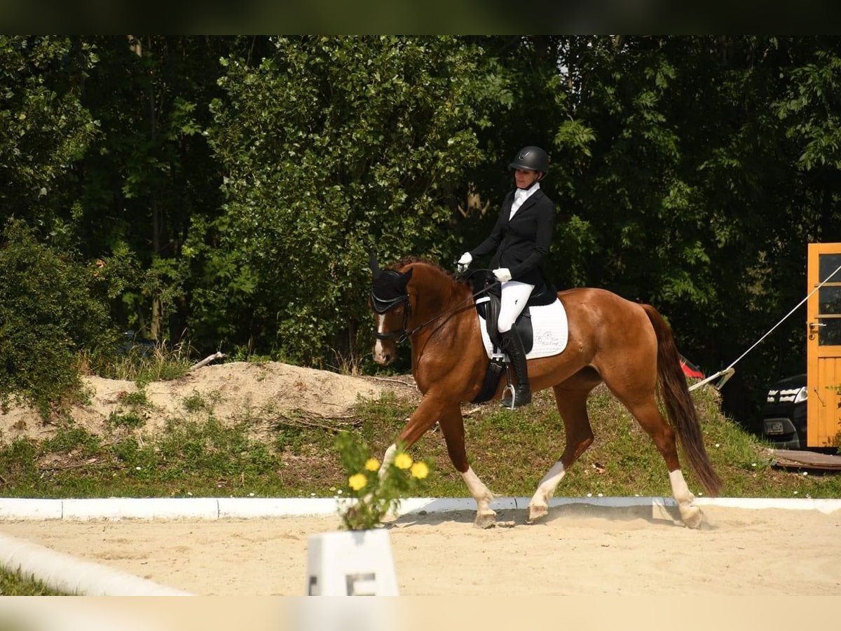 Oldenburg Mare 10 years Chestnut-Red in Höflein