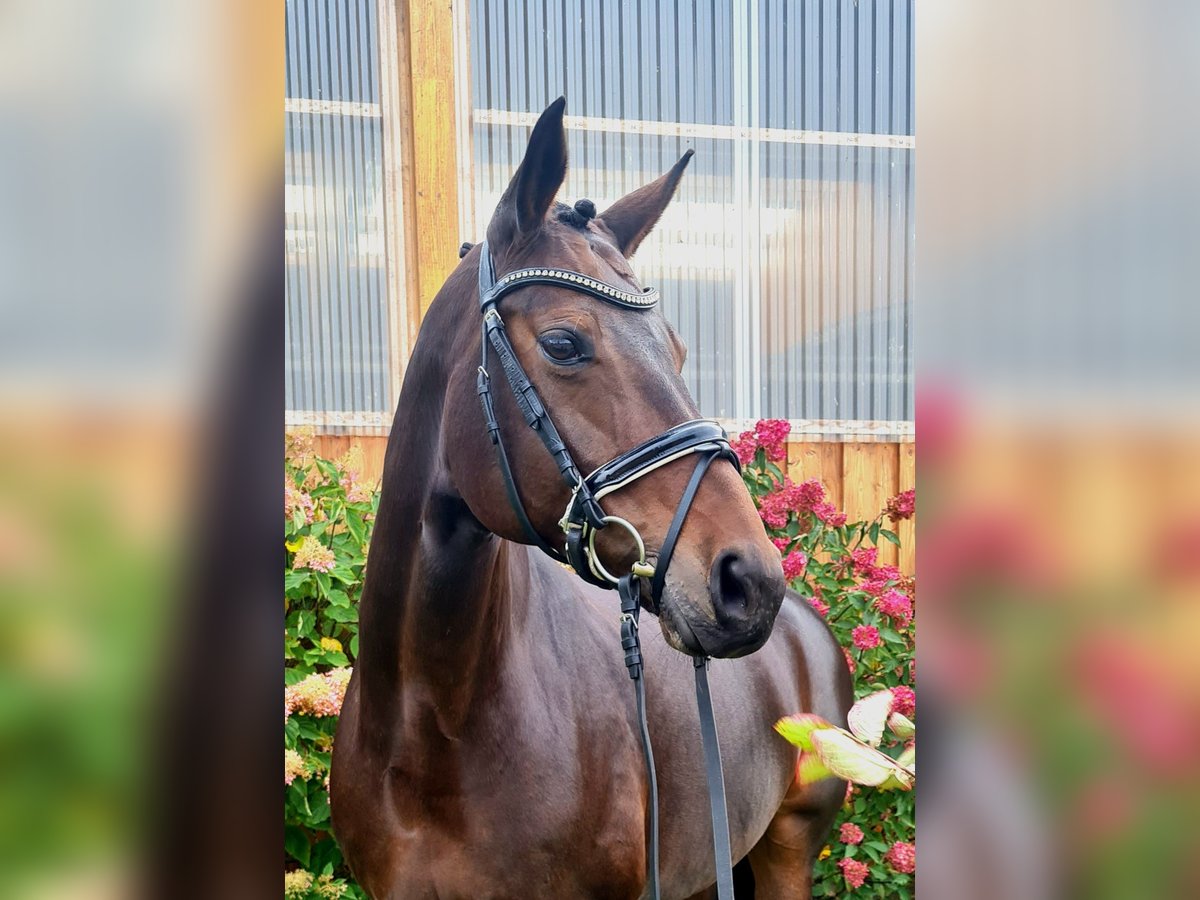 Oldenburg Mare 11 years 16,2 hh Brown in Stoetze