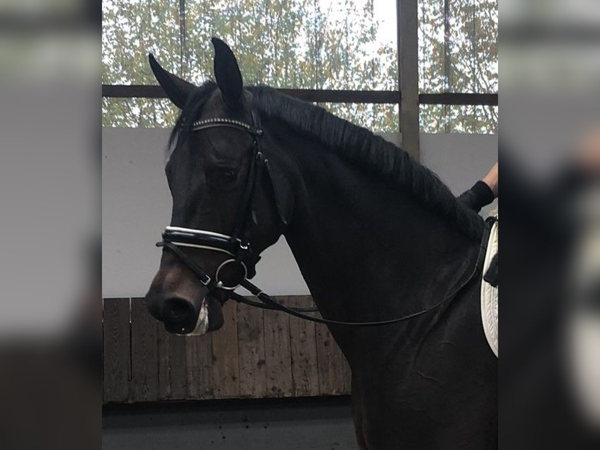 Oldenburg Mare 11 years 16,2 hh Smoky-Black in Herbstein