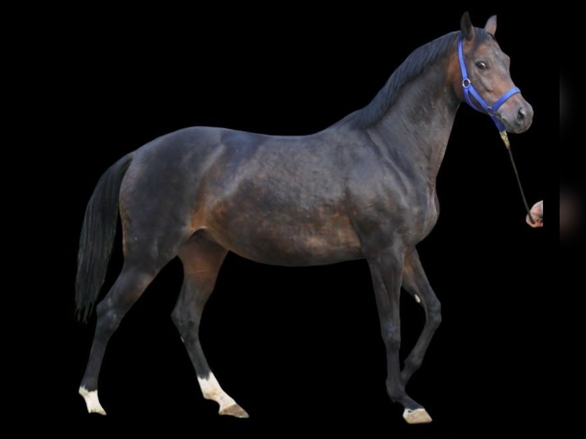 Oldenburg Mare 11 years 16 hh Bay-Dark in Radeburg