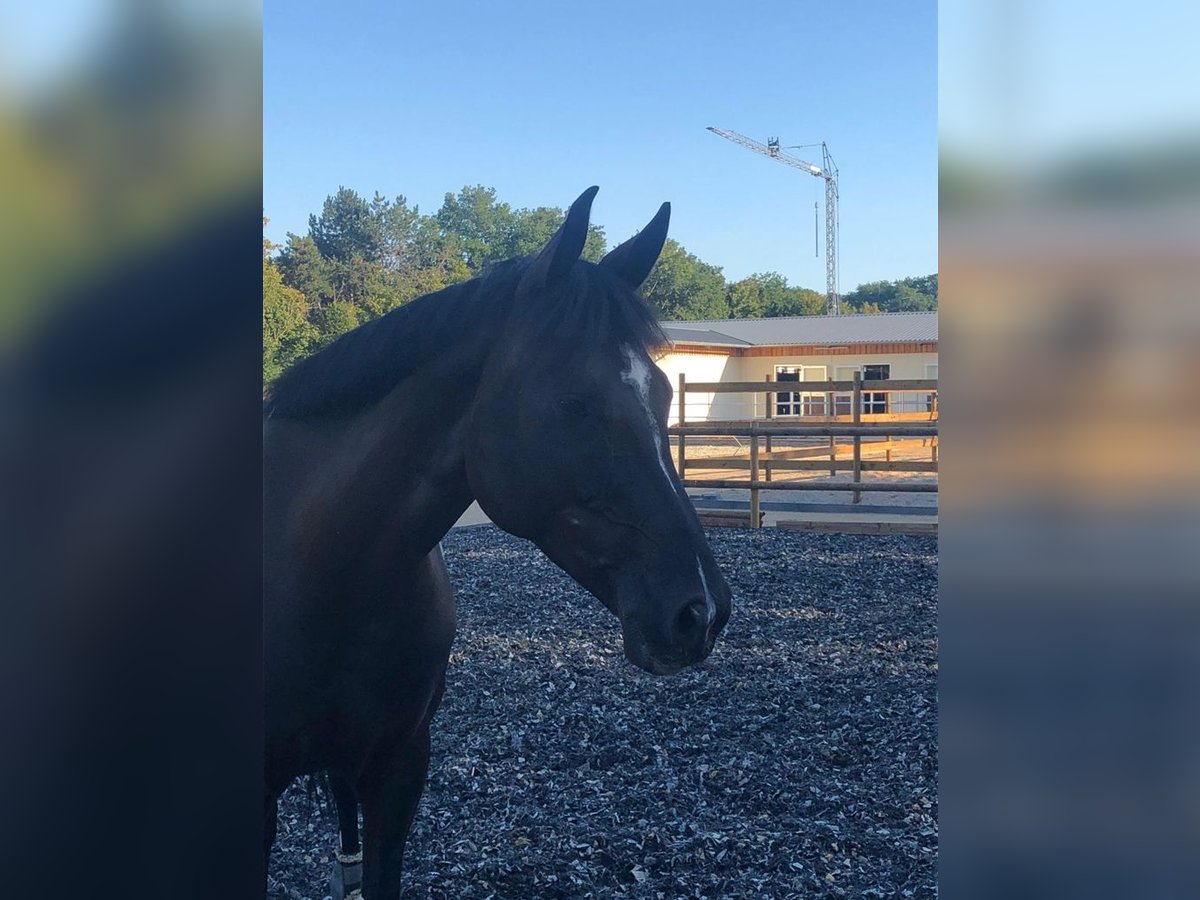 Oldenburg Mare 11 years 16 hh Black in Bad Berneck im Fichtelgebirge