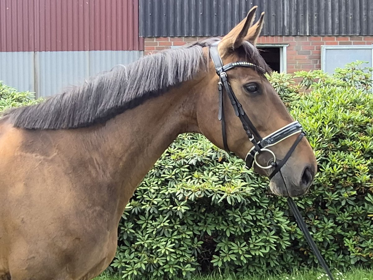 Oldenburg Mare 11 years 16,1 hh Brown in Bremen