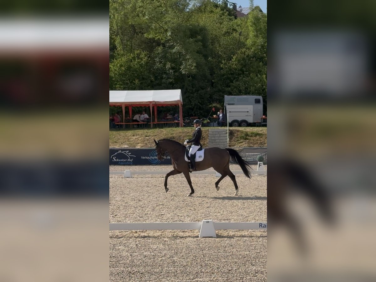Oldenburg Mare 11 years 16,1 hh Smoky-Black in Landshut