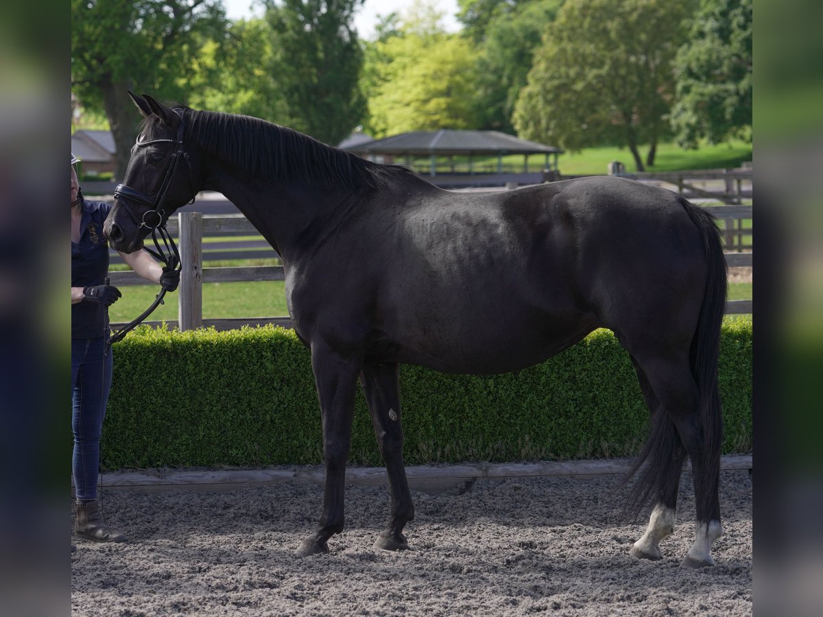 Oldenburg Mare 11 years 16,2 hh Black in yorkshire