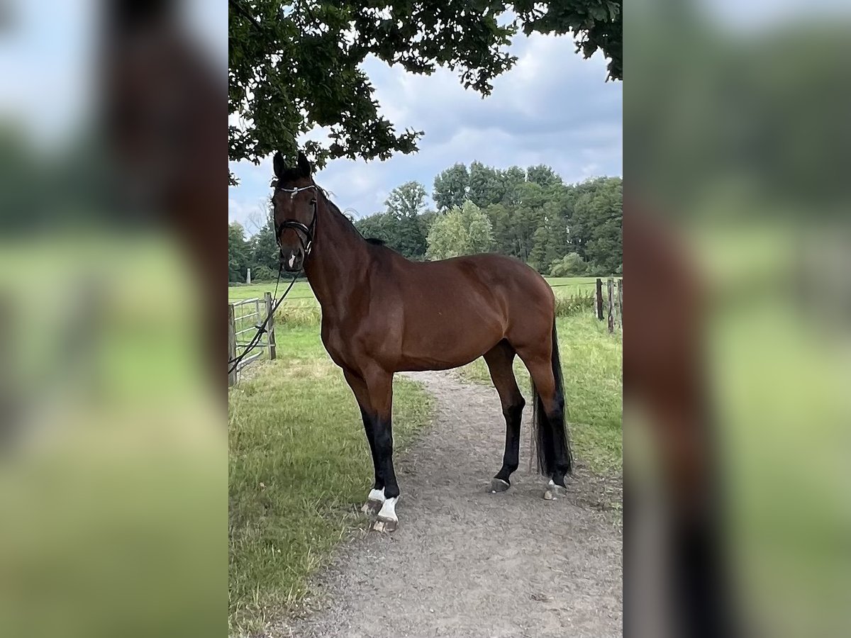 Oldenburg Mare 11 years 17 hh Brown in Nettetal
