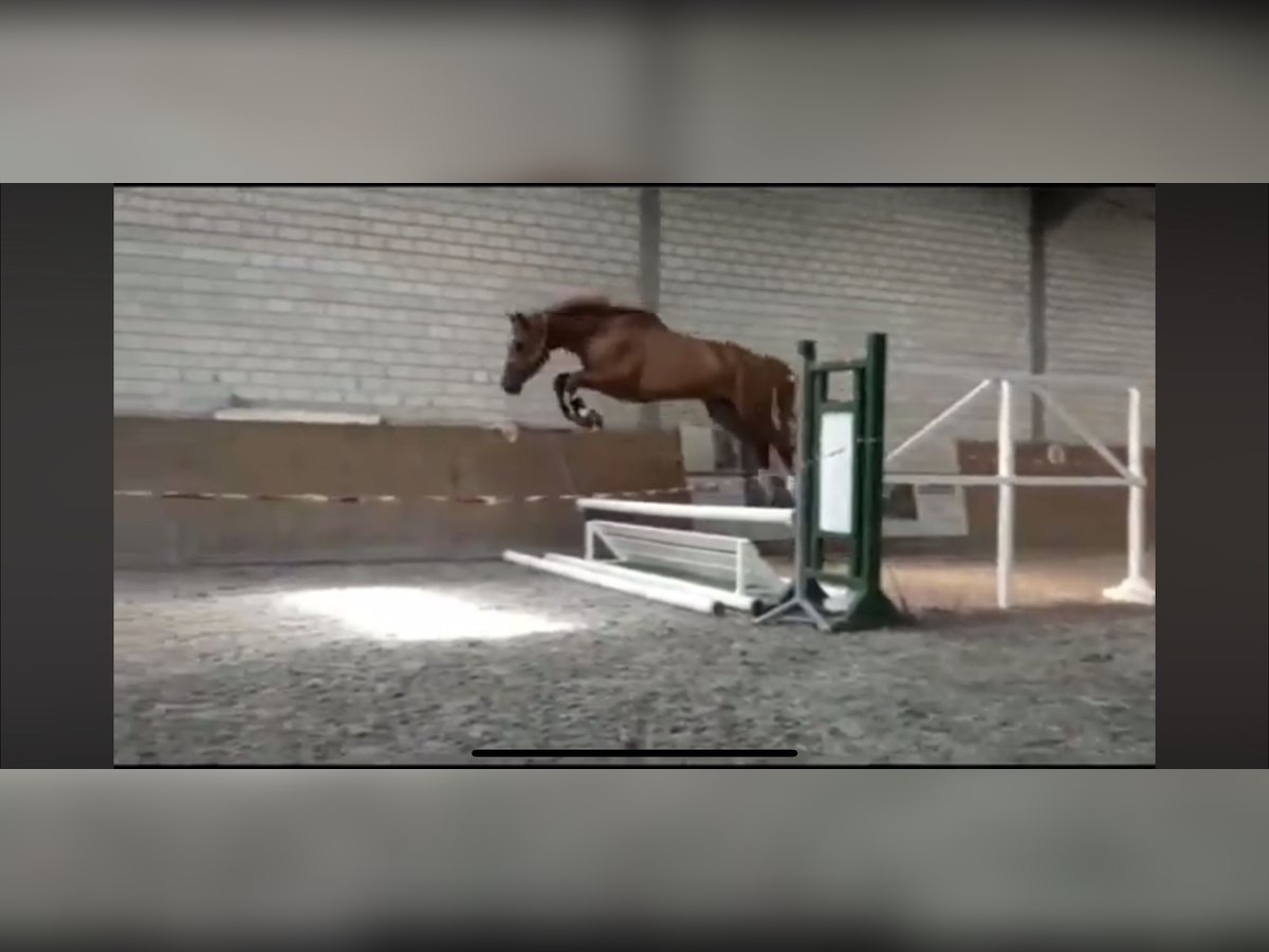 Oldenburg Mare 11 years 17 hh Chestnut-Red in Meinerzhagen