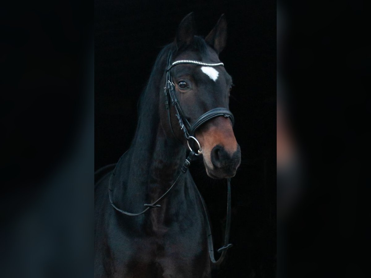 Oldenburg Mare 12 years 16,1 hh Brown in Oberursel