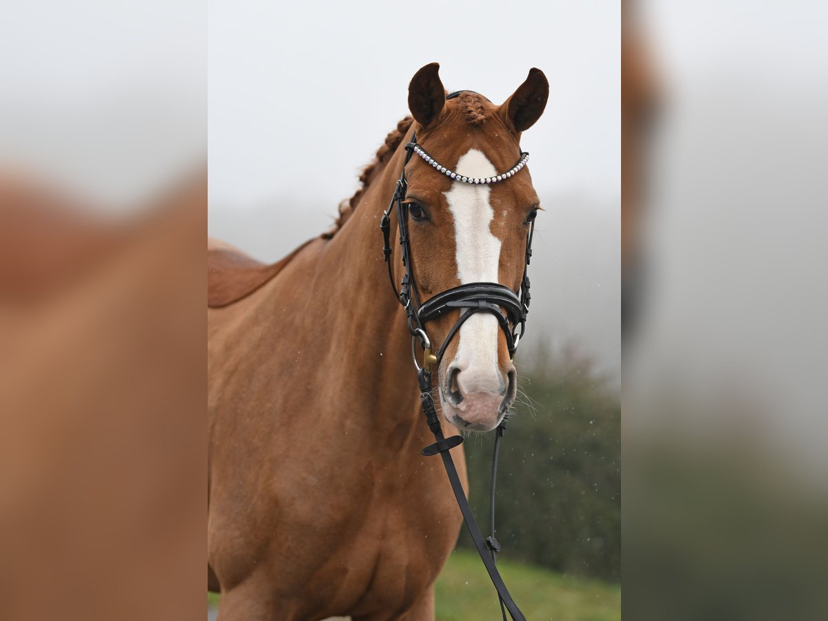 Oldenburg Mare 12 years 16,1 hh Chestnut-Red in Bonefeld