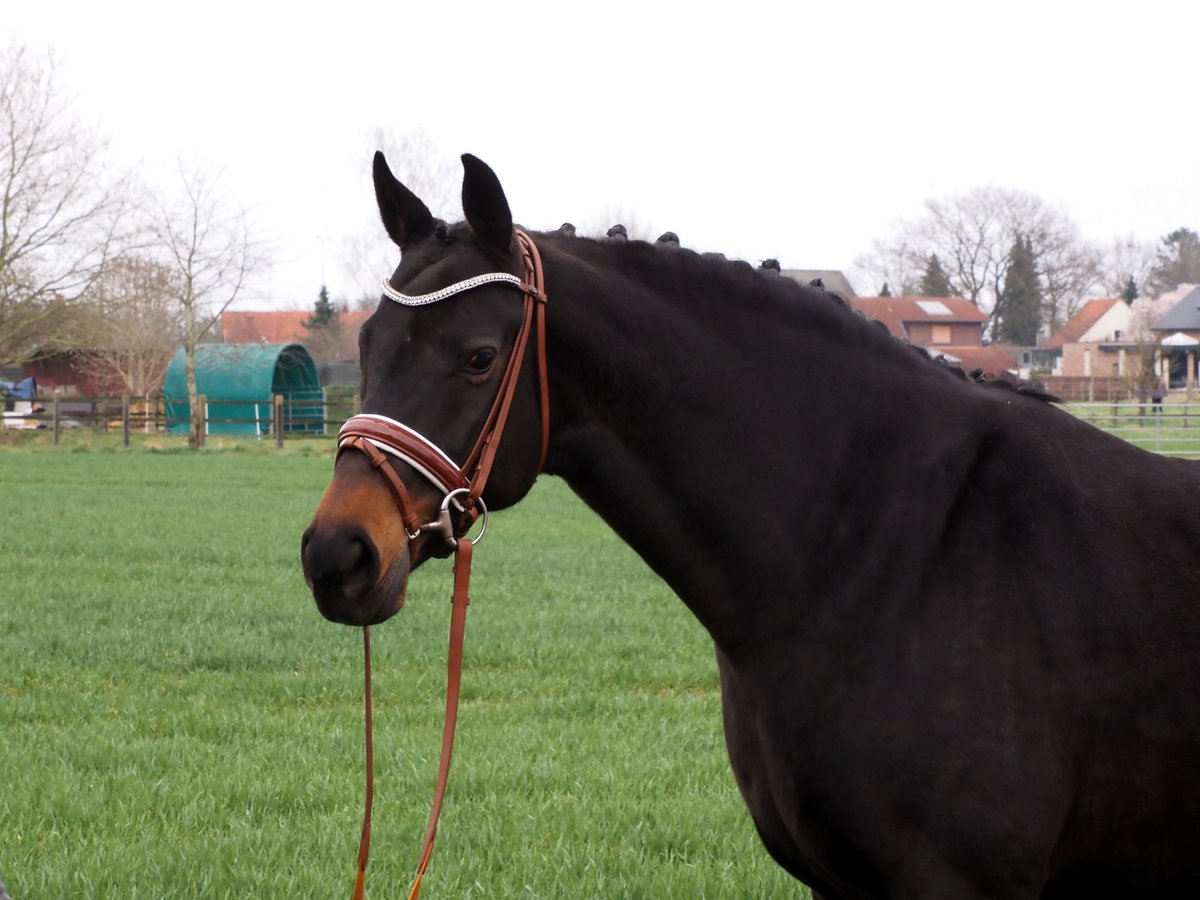 Oldenburg Mare 12 years 16,1 hh Smoky-Black in Bramsche