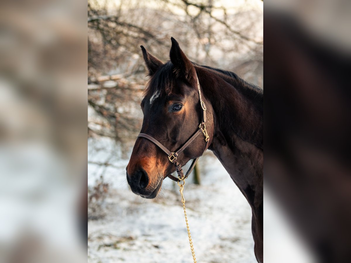 Oldenburg Mare 12 years 16,2 hh Bay-Dark in MörlenbachMörlenbach