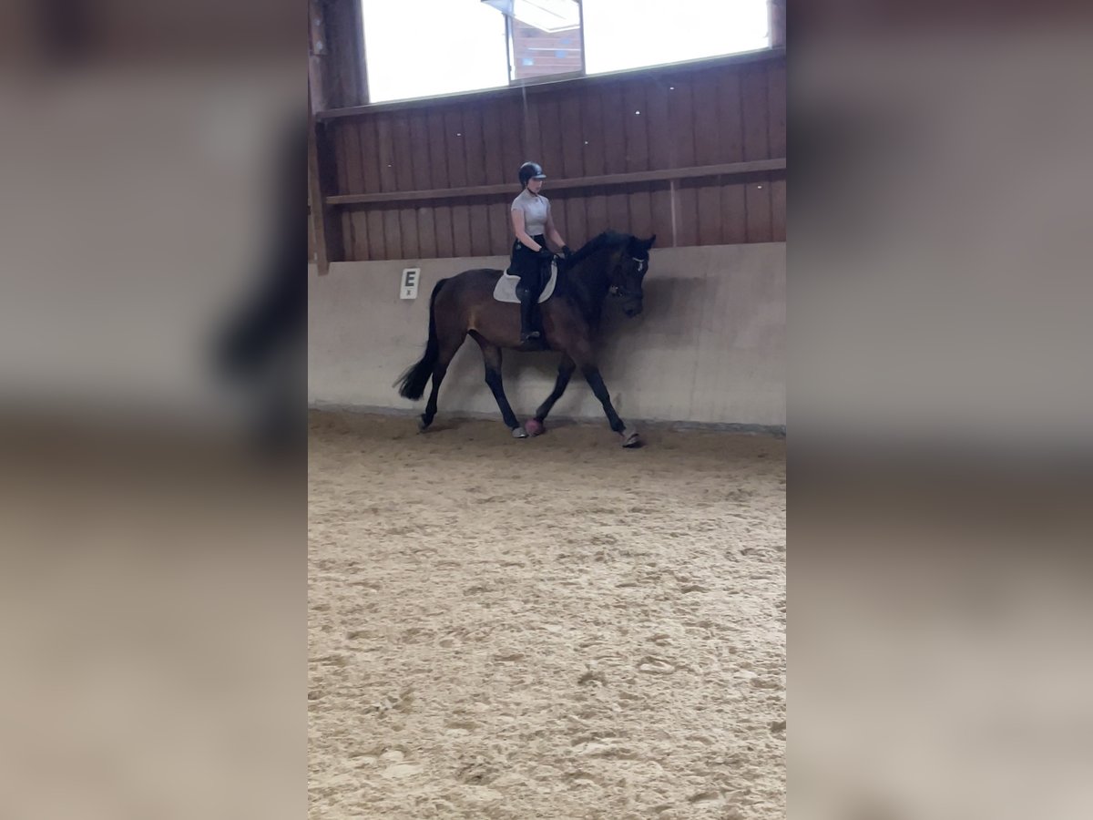 Oldenburg Mare 12 years 16,2 hh Smoky-Black in Mörlenbach