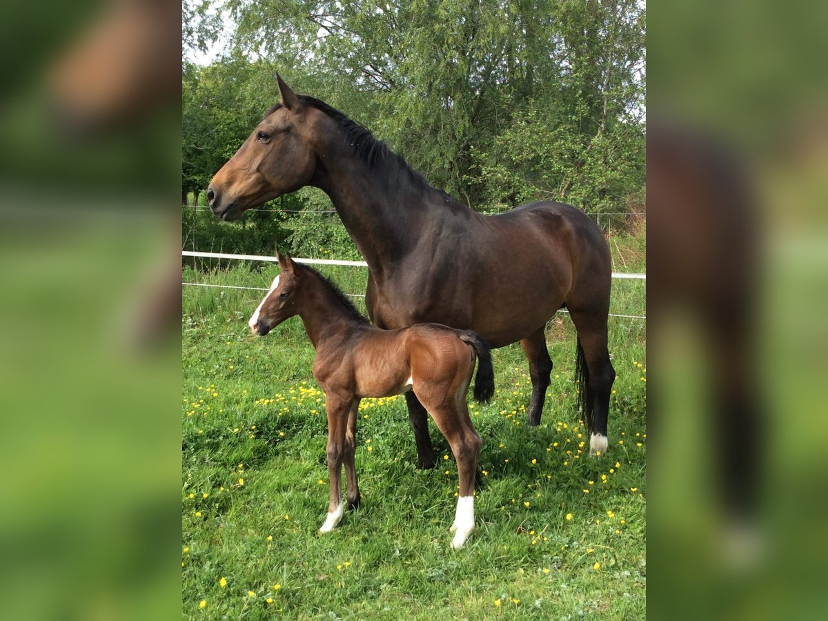 Oldenburg Mare 12 years 16,3 hh Brown in Agimont