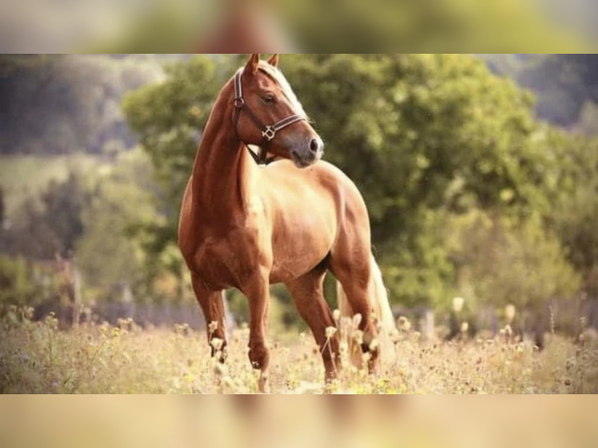 Oldenburg Mare 12 years 16 hh Bay-Dark in Pelmberg