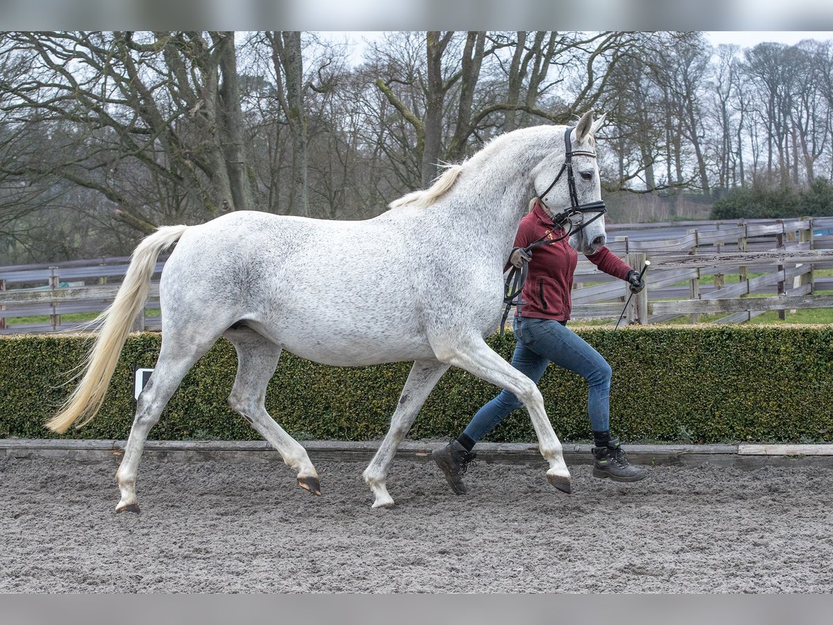 Oldenburg Mare 12 years 16 hh Gray-Fleabitten in yorkshire