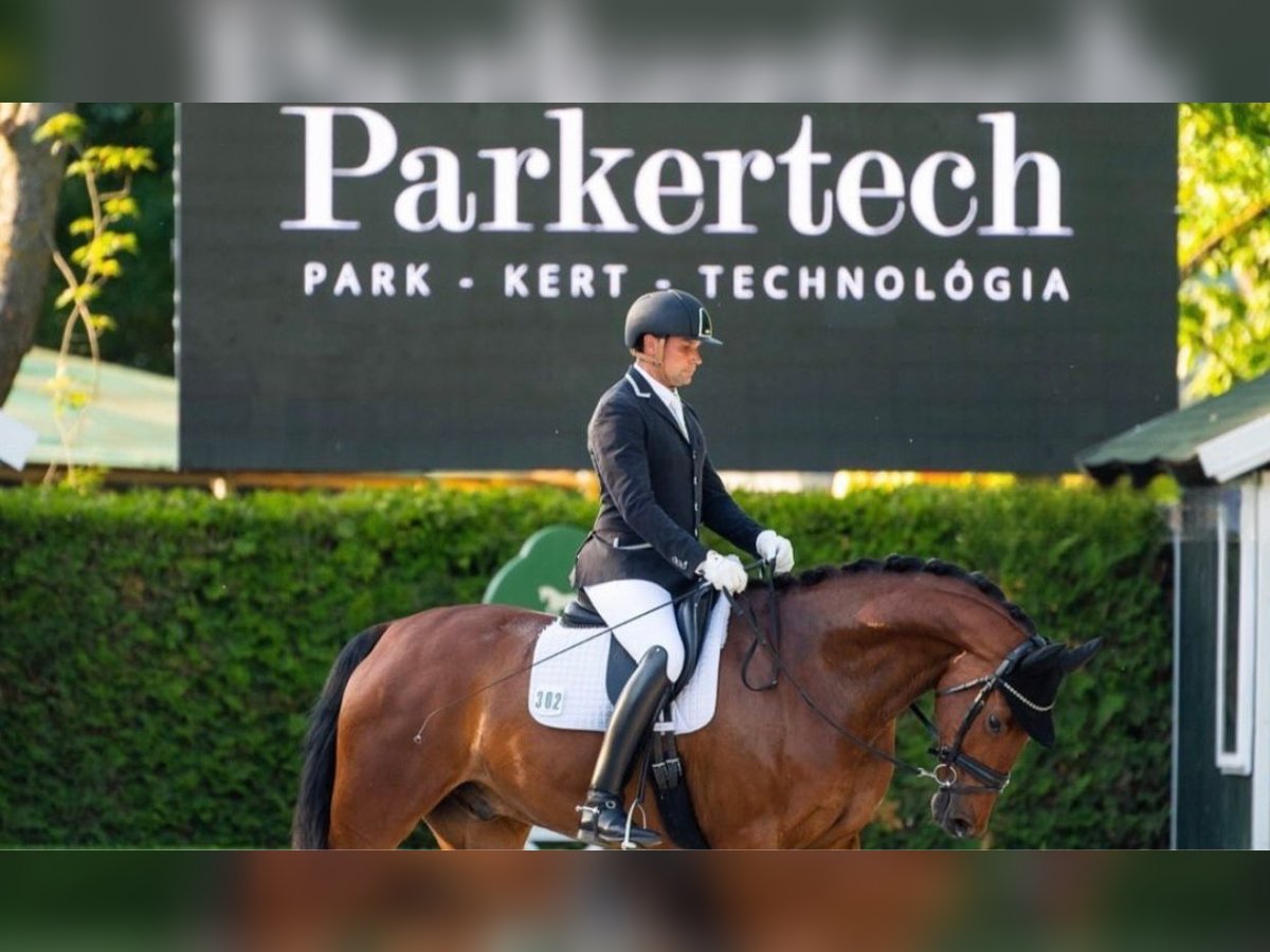 Oldenburg Mare 12 years 16,1 hh Bay-Dark in Steinfeld (Oldenburg)