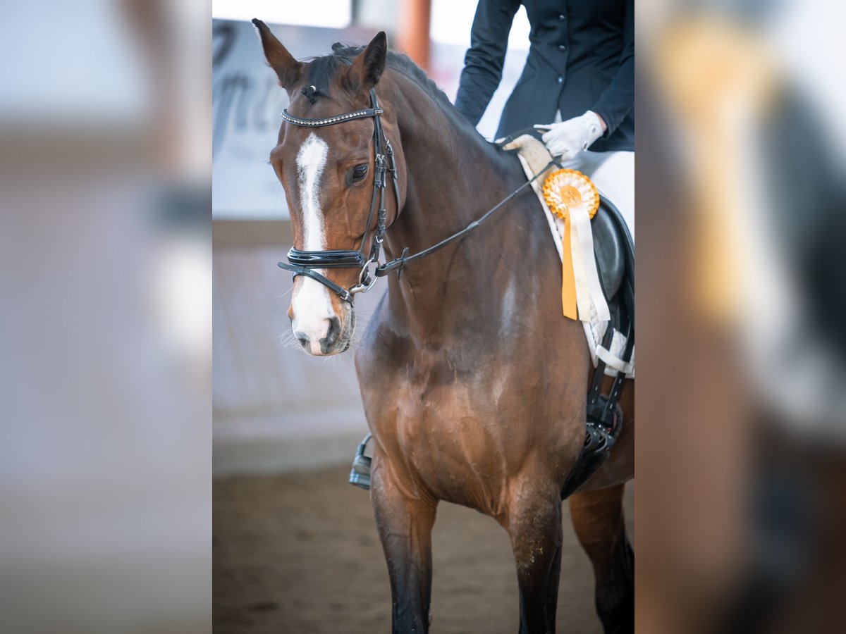 Oldenburg Mare 12 years 16,1 hh Bay-Dark in Steinhagen