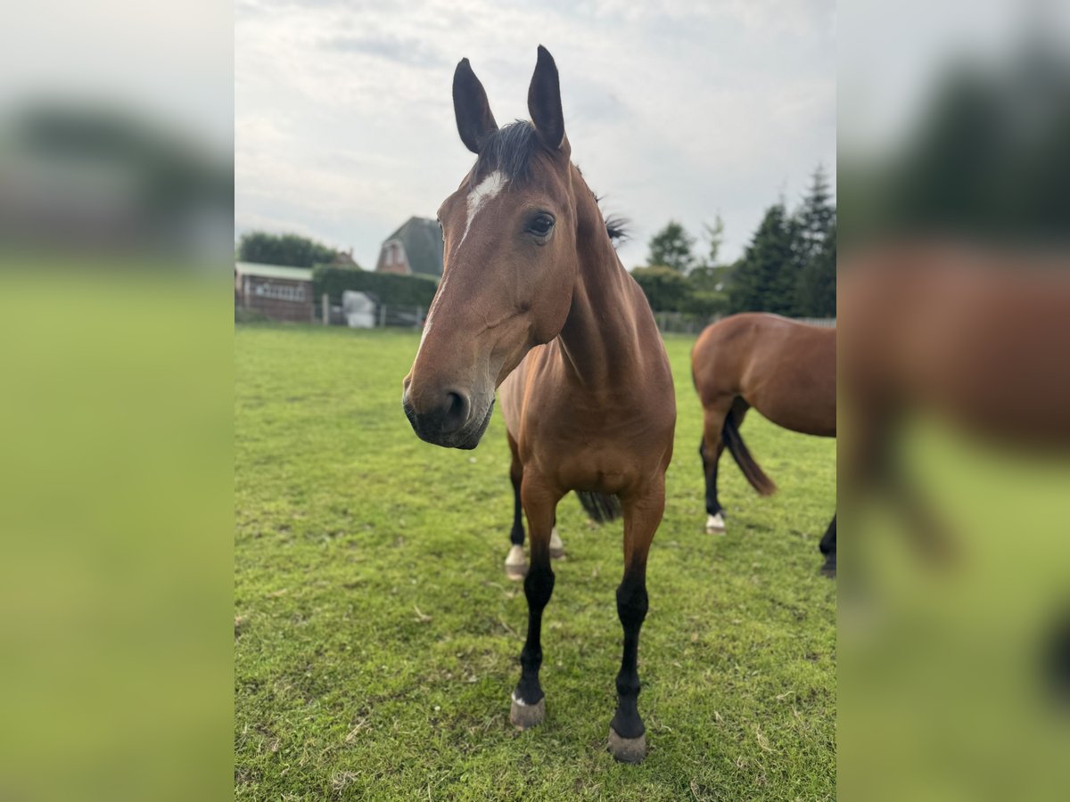 Oldenburg Mare 12 years 16,1 hh Brown-Light in Lütjenburg Oldenburg Mare 12 years 16,1 hh Brown-Light in Lütjenburg
