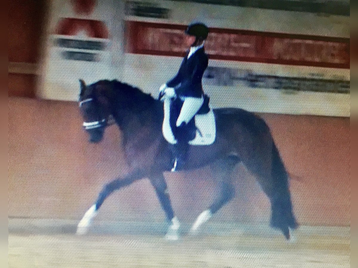Oldenburg Mare 12 years 16,2 hh Brown in Vechta