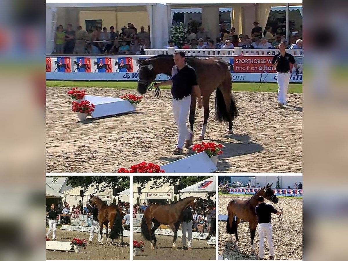 Oldenburg Mare 12 years 16,2 hh in Vechta