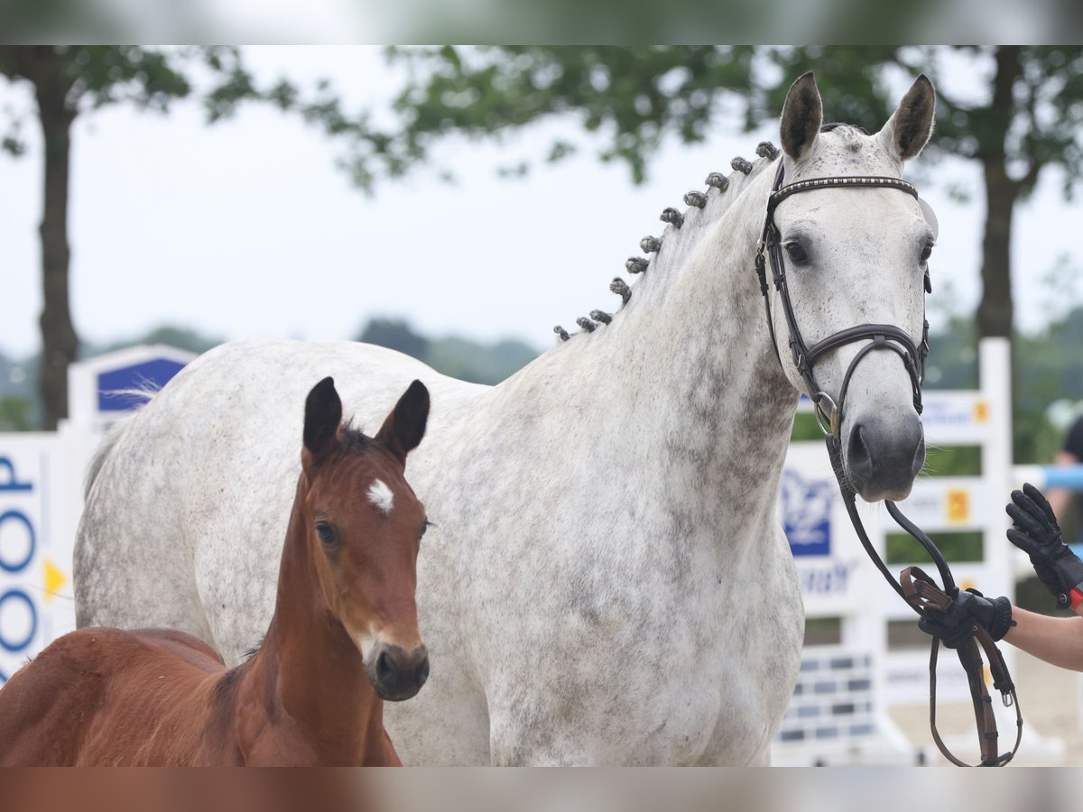 Oldenburg Mare 12 years Grey in Lemwerder