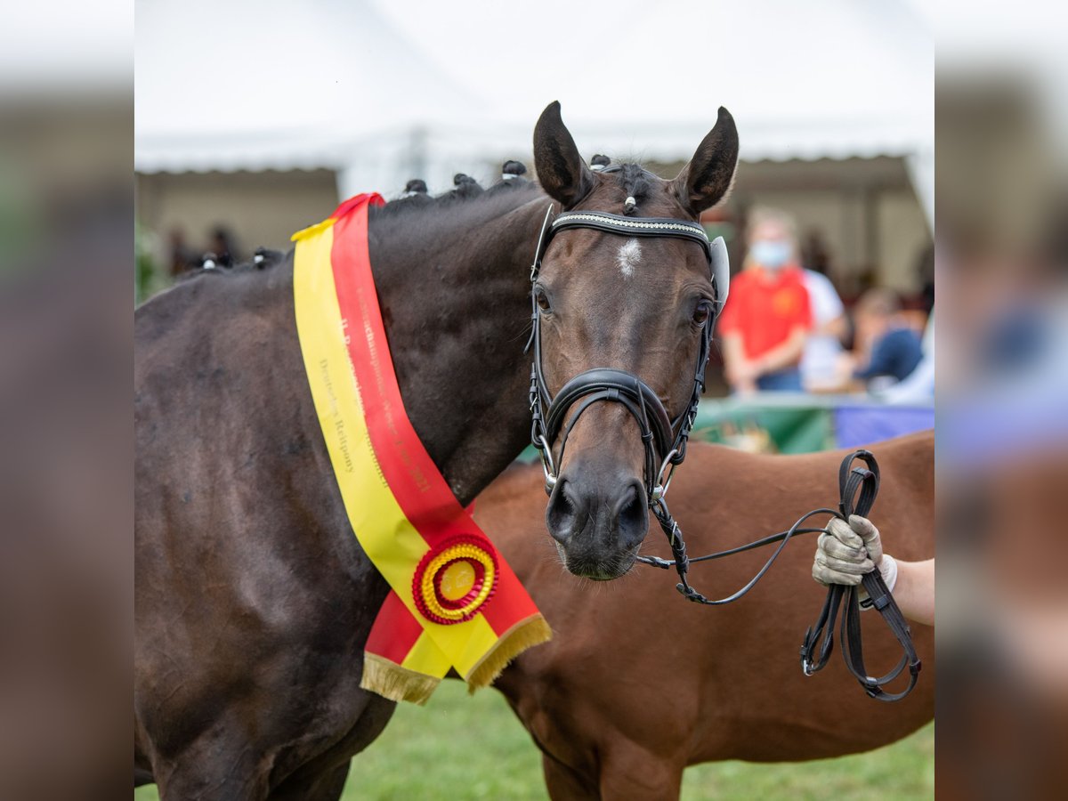 Oldenburg Mare 13 years 14,3 hh Smoky-Black in Walchum