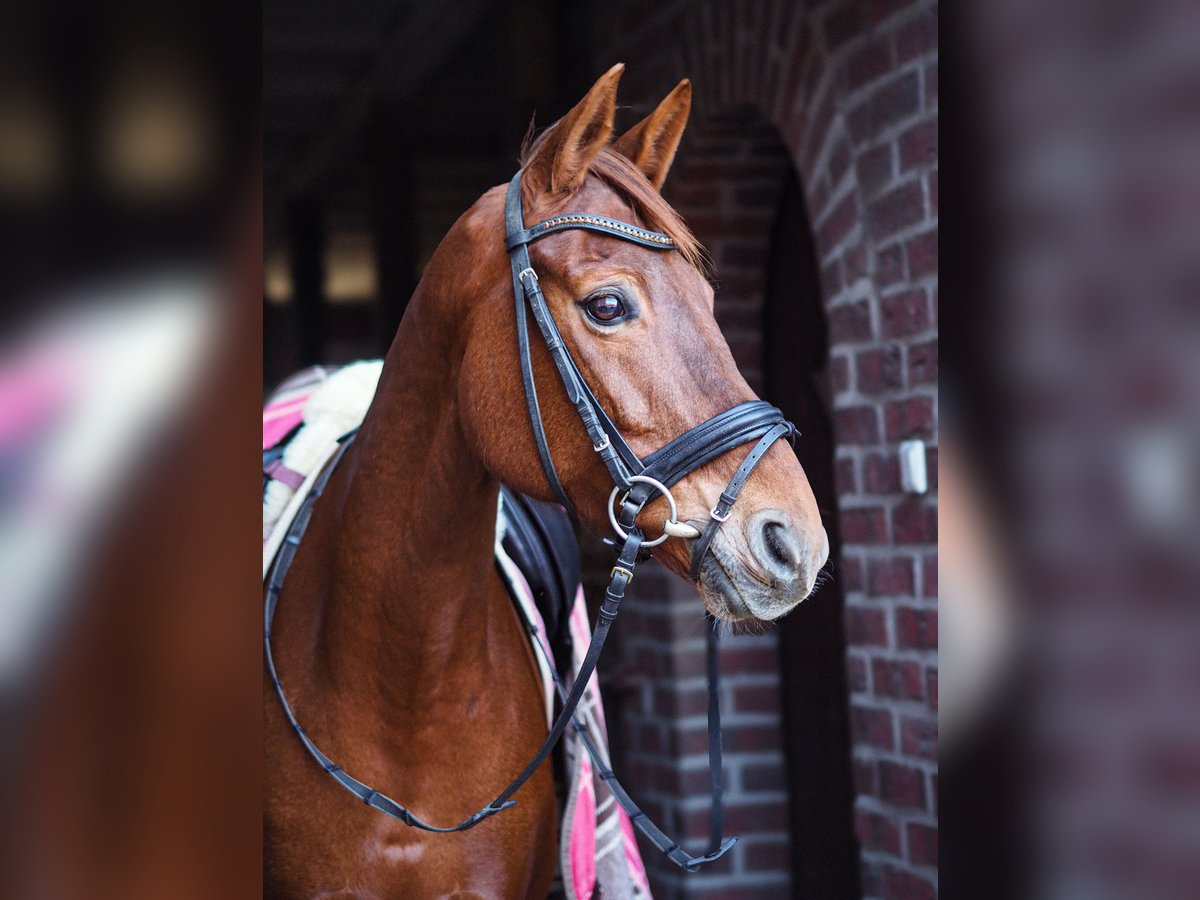 Oldenburg Mare 13 years 15,3 hh Chestnut-Red in WerneWerne