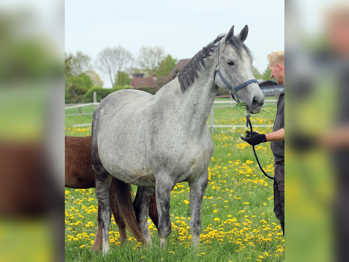 Oldenburg Mare 13 years 16,1 hh Gray in Esterwegen