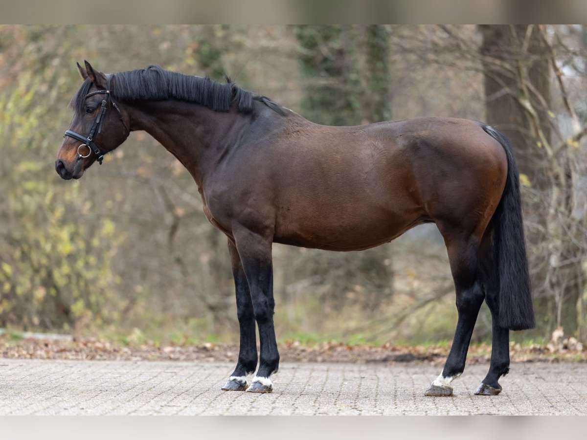 Oldenburg Mare 13 years 16 hh Bay-Dark in Wijchmaal