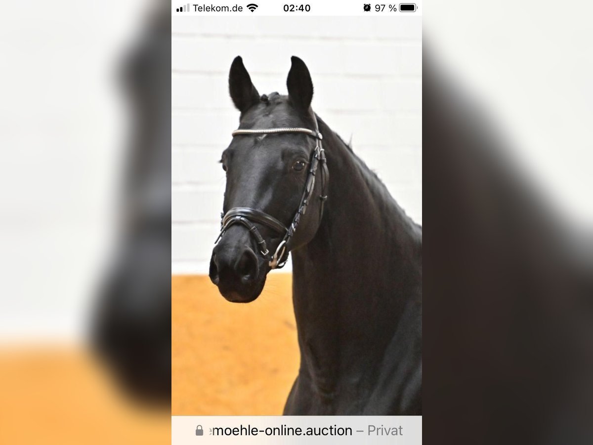 Oldenburg Mare 13 years 16 hh Black in Gilching