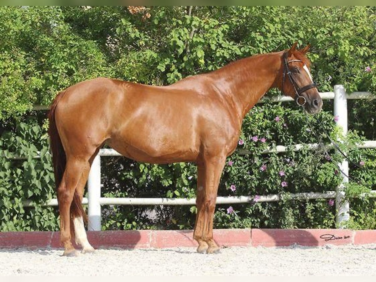 Oldenburg Mare 13 years 16 hh Chestnut-Red in Steinerkirchen