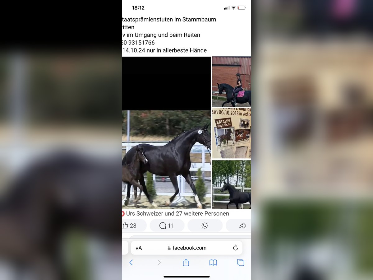 Oldenburg Mare 13 years 16,2 hh Black in Neuenkirchen