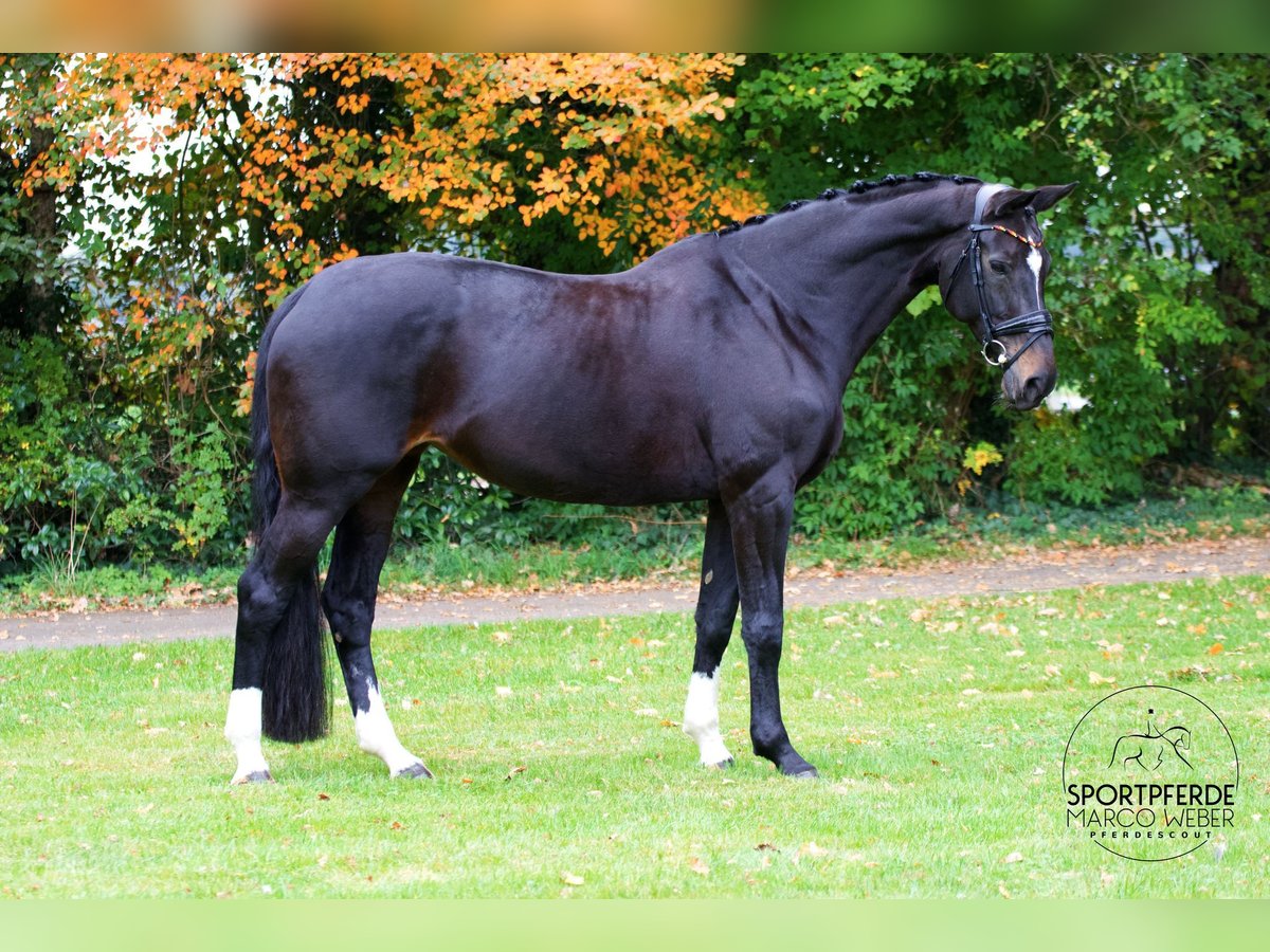 Oldenburg Mare 13 years 16,2 hh Smoky-Black in Dickel