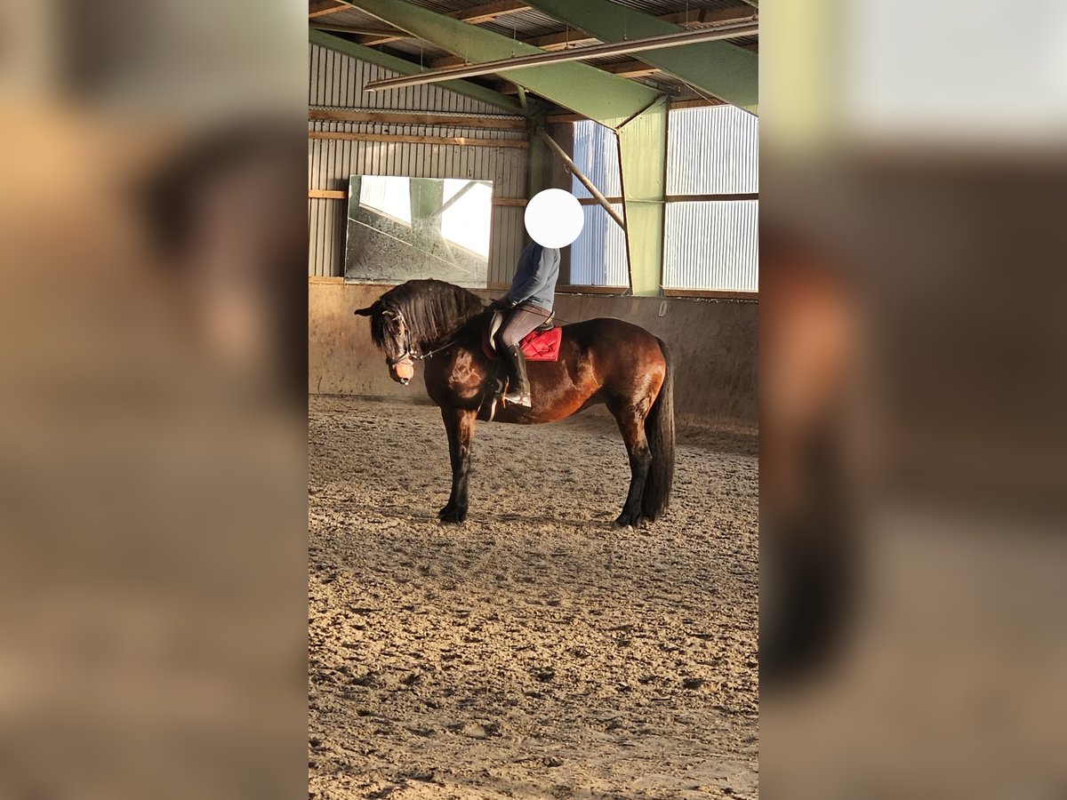 Oldenburg Mix Mare 13 years 16,3 hh Brown in Barleben