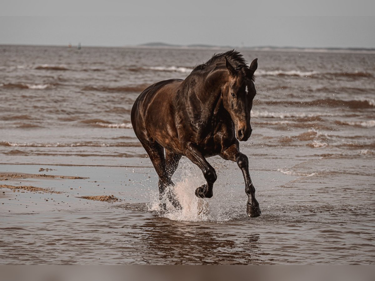 Oldenburg Mare 13 years 18 hh Bay-Dark in Waltrop