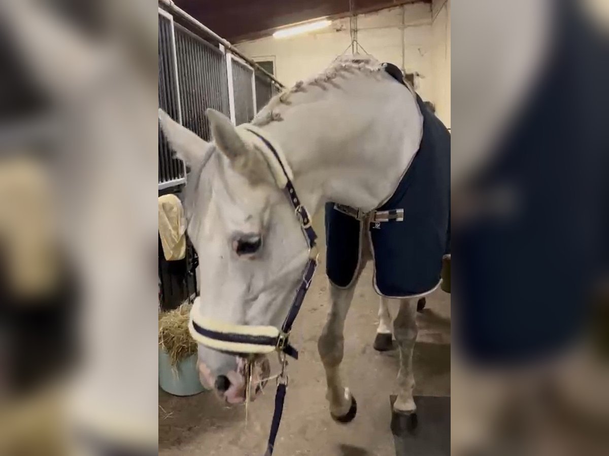Oldenburg Mix Mare 13 years Grey in Wien, Leopoldstadt
