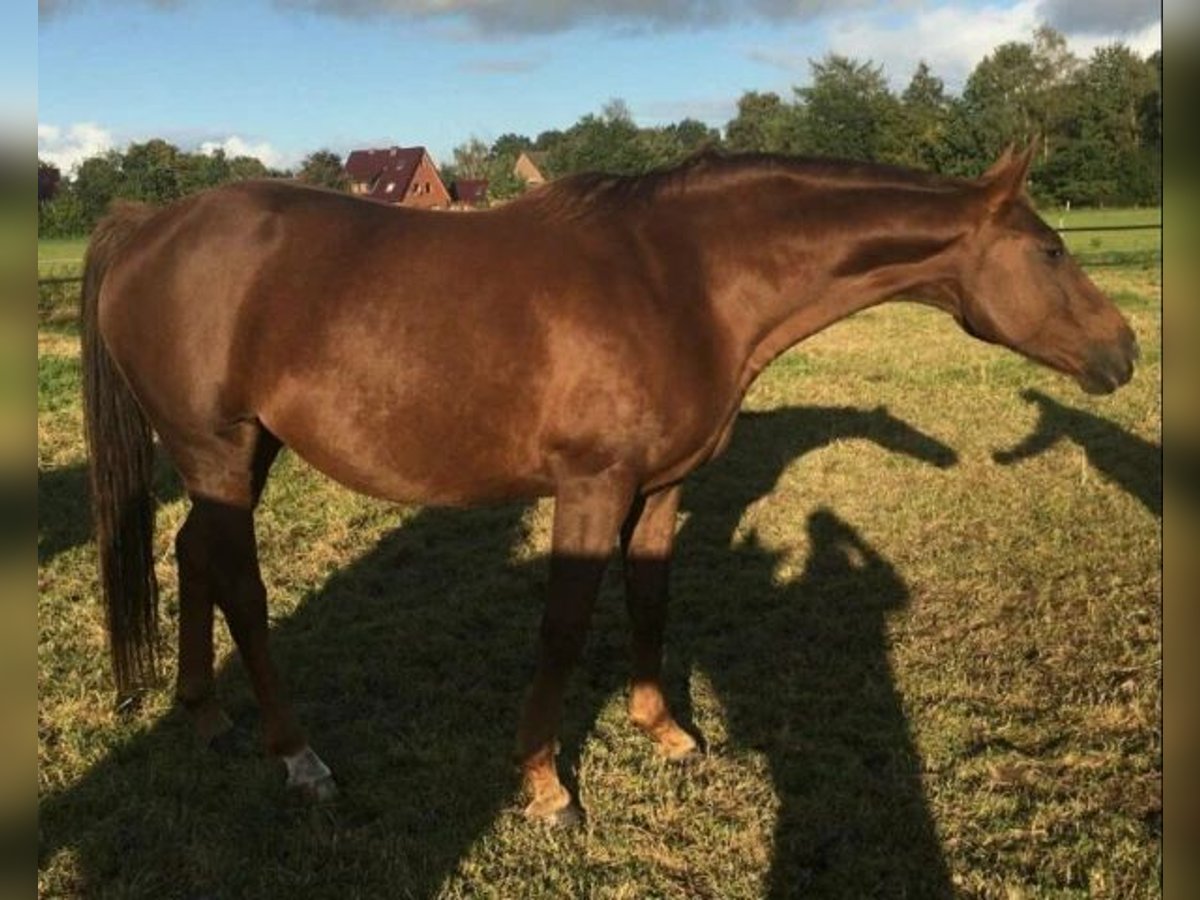 Oldenburg Mare 14 years 16,2 hh Chestnut in Halle - Westfalen