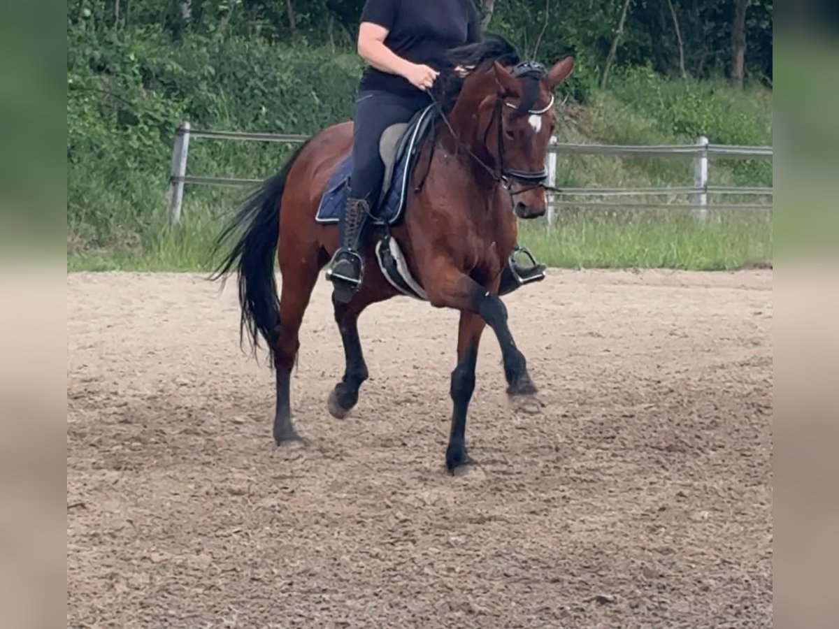 Oldenburg Mare 14 years 16,1 hh Brown in Herzebrock-Clarholz
