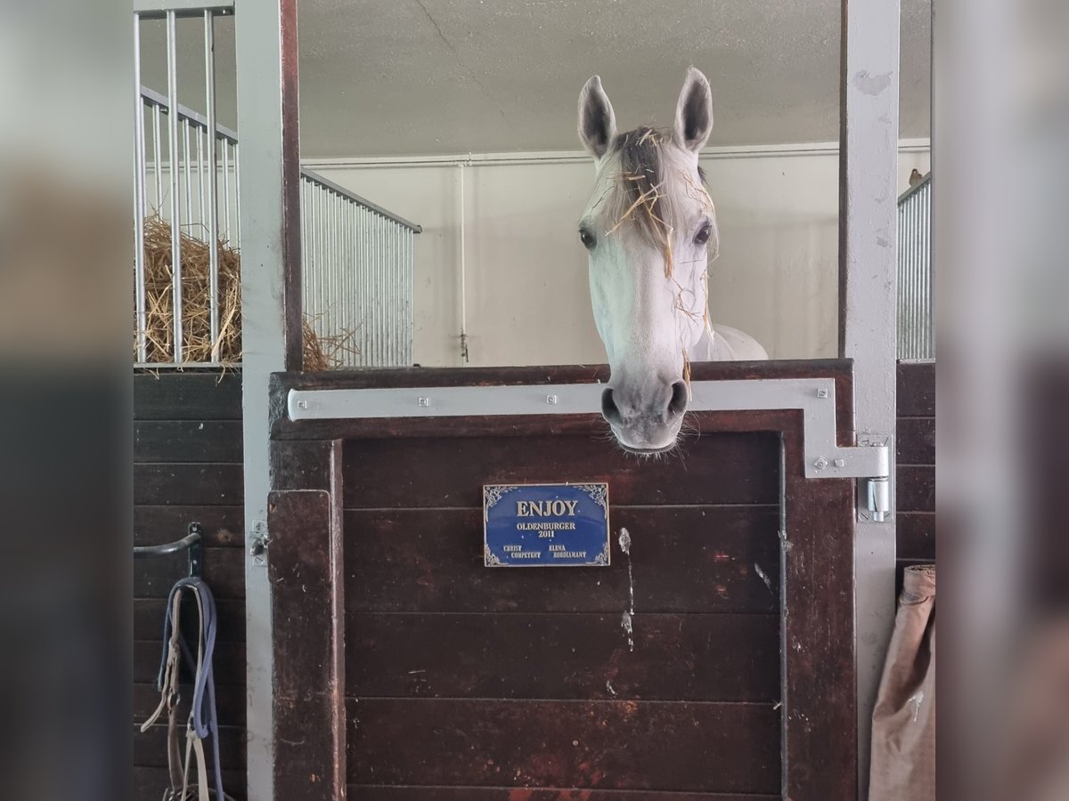 Oldenburg Mare 14 years 16,1 hh Grey in Westouterwestouter