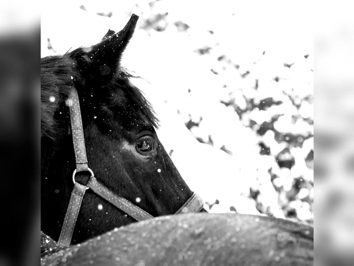 Oldenburg Mare 14 years 16,2 hh Brown in Nehlitz