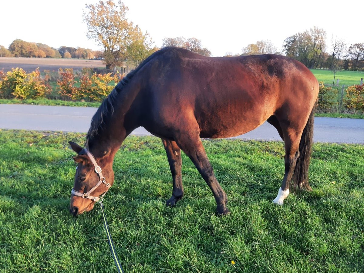 Oldenburg Mare 14 years 16,2 hh Brown in Westerkappeln
