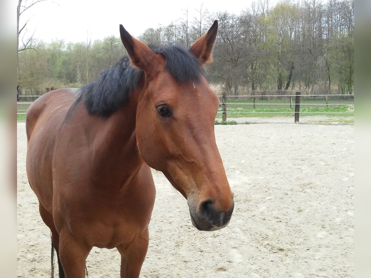 Oldenburg Mare 14 years 16,3 hh Brown in Nettetal