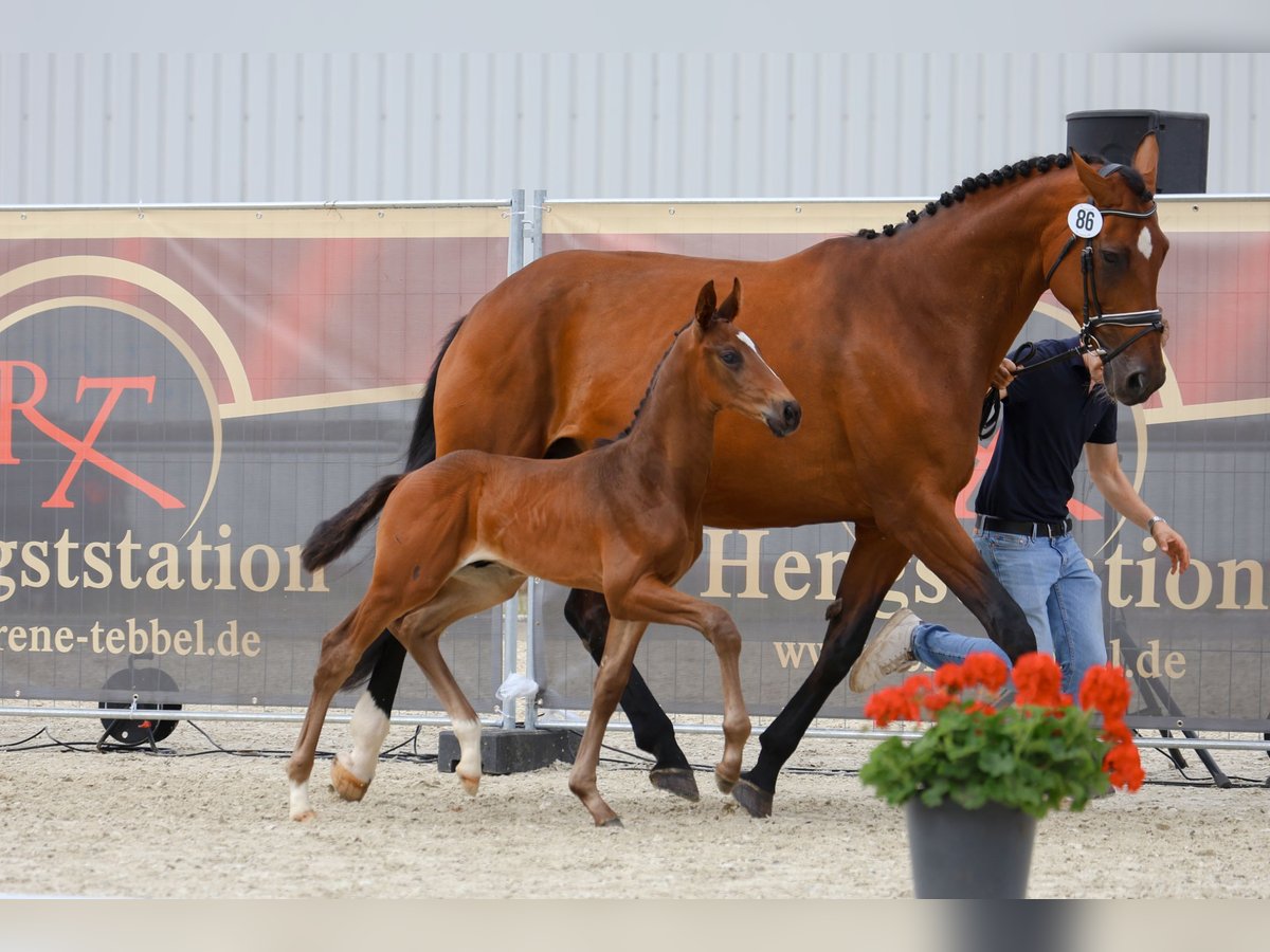 Oldenburg Mare 14 years 17,2 hh Brown in Steinfeld (Oldenburg)