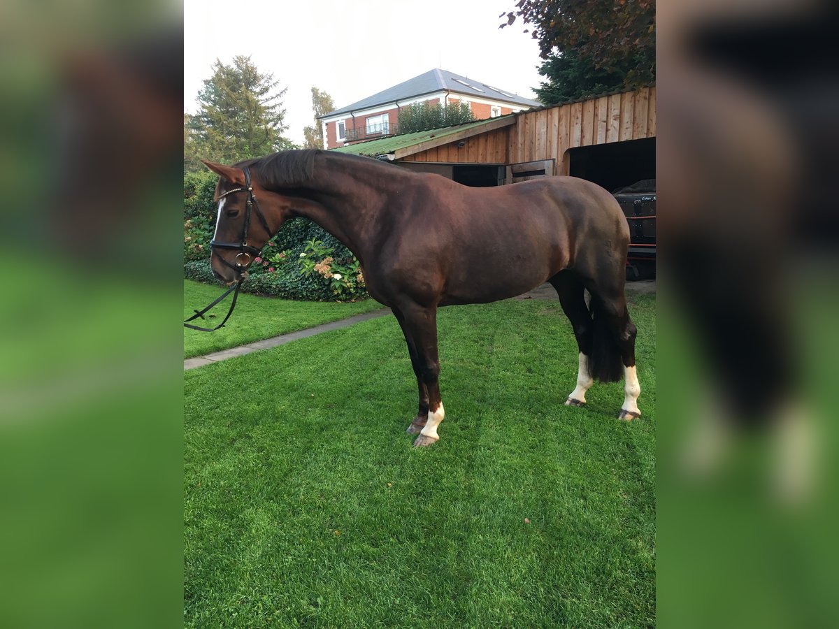 Oldenburg Mare 15 years 15,3 hh Chestnut in Hamdorf