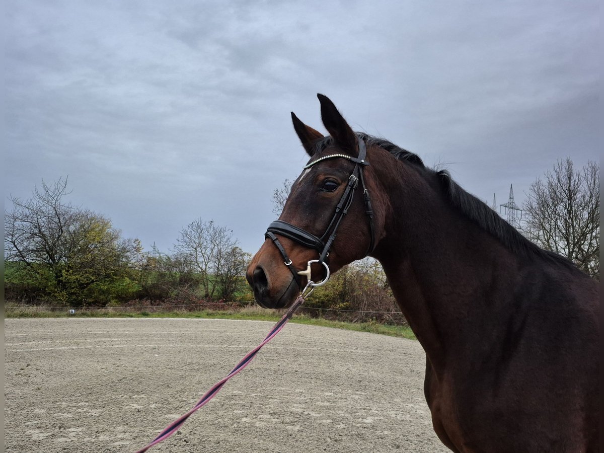 Oldenburg Mare 15 years 16,2 hh Brown in Bruchsal