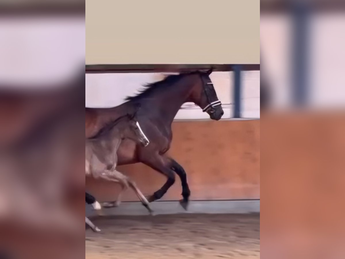 Oldenburg Mare 15 years 16,2 hh Brown in Bruchsal