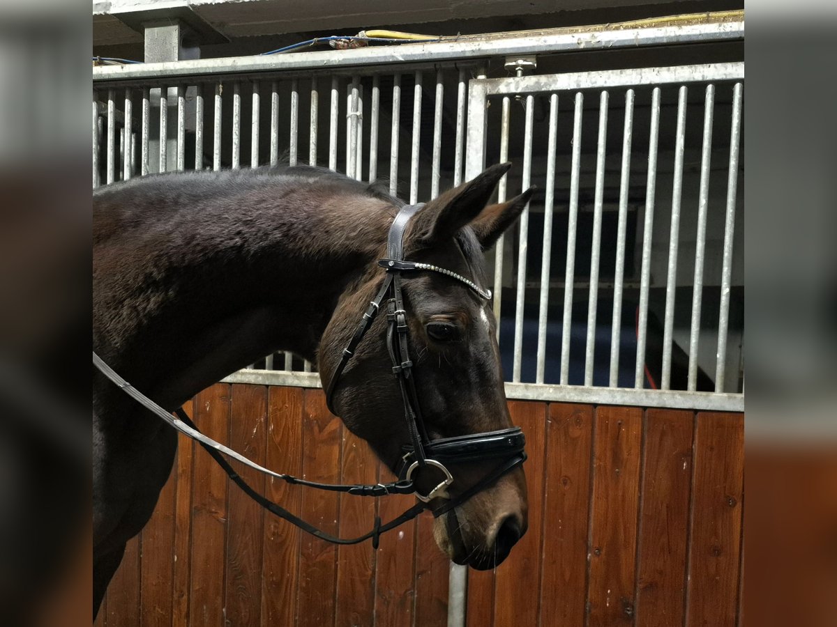 Oldenburg Mare 15 years 16,2 hh Brown in Bruchsal